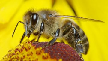 6144812bee-covered-in-pollen