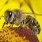 6144812bee-covered-in-pollen