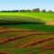 61585409farmfield