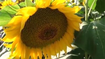 61635260sunflower45236346