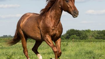 62358498quarter-horse-05