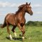 62358498quarter-horse-05