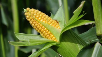 6239410corn2