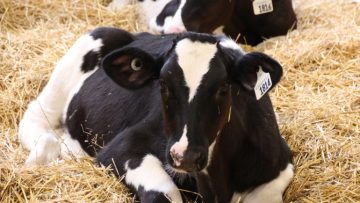 62759385dairy_cow_2018