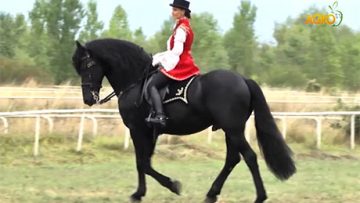 62864807horses_Bankia