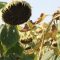 62980991sunflower89585855