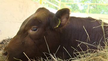 6317197Agrotema_9_10_news