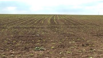 63221565agrotema
