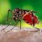 63309147mosquito_1