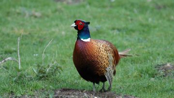 63322628pheasant
