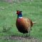 63322628pheasant