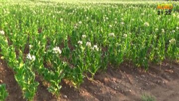 63521592tutun_agrotema_19_05_web