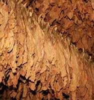 63931552tobacco