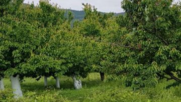 640553895857218_1_585x461_chereshova-gradina-v-dolno-voden-gr-asenovgrad