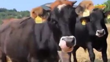 6461489601032016