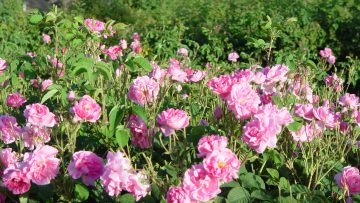 64744641rose-cluster