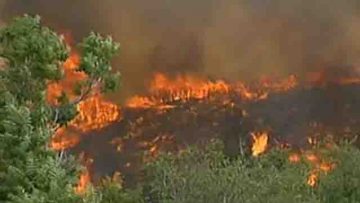 65276990forest_fire