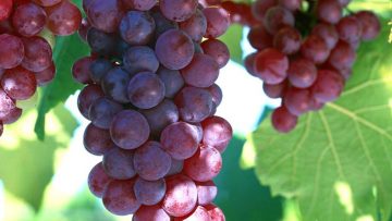 65752222Grape