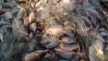 65954831fish_