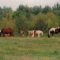 66580244horses