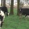 66873194cows