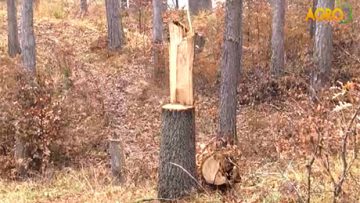 67154435forest
