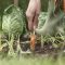 67611720vegetables-harvest