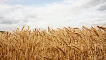 67731202triticum