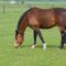 Brown horse on pasture