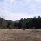 68158989forest