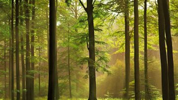 68189882green-forest-1