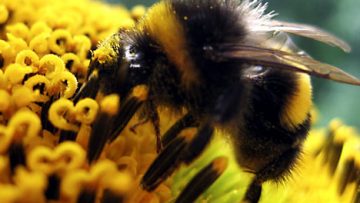69249699BumbleBeeREX_468x362