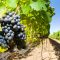 69611713wine_grapes