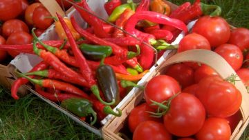 70071888tomatoes-and-peppers