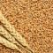 7023356wheat-500×500