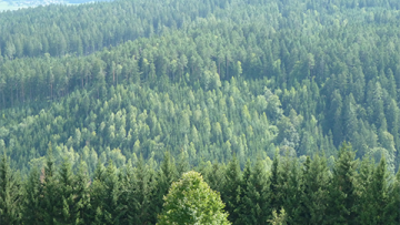 70303393forest