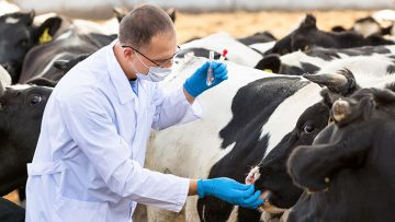 70667860Livestock-Veterinarian