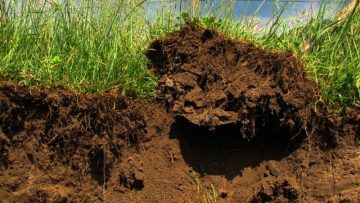 70817755soil