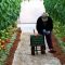 7096782tomatos