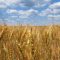 Ripe wheat