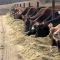71858232cows