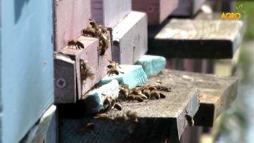 72441134pchelarski_sektor_2