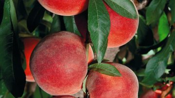 7318578552047863peach