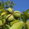73840661juglans_regia_web