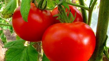 74027863Image_6524833_133_0