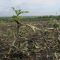 74356647gaza_agriculture