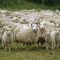 Flock of sheep, New Zealand, Pacific