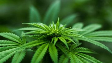 74966137Uncovering-the-Truth-Indica-Sativa-and-Hemp-Bitneni