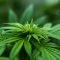 74966137Uncovering-the-Truth-Indica-Sativa-and-Hemp-Bitneni