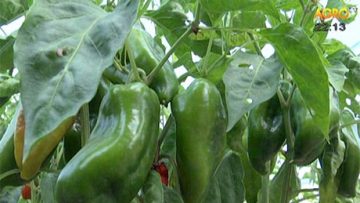 75737098agrotema_27_11_2016